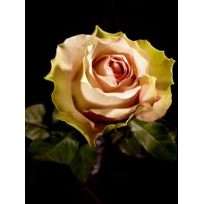 Roses - La Belle